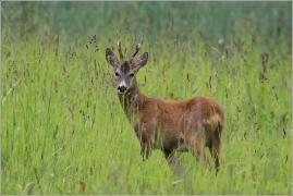 <p>SRNEC OBECNÝ (Capreolus capreolus) Šluknovsko - Jiříkov /European roe deer - Reh/</p>